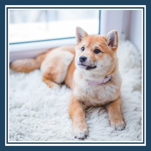 Pet Stain & Odor Removal